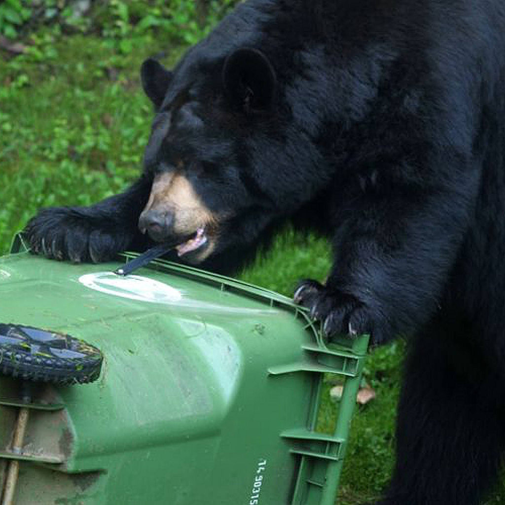 Ultimate Trash Locks Certified Black Bear Resistant