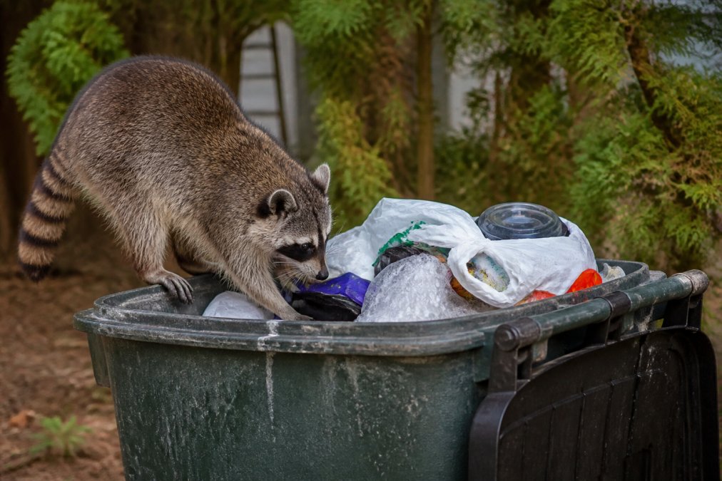 How to Keep Raccoons Out of Trash: 7 Proven Methods