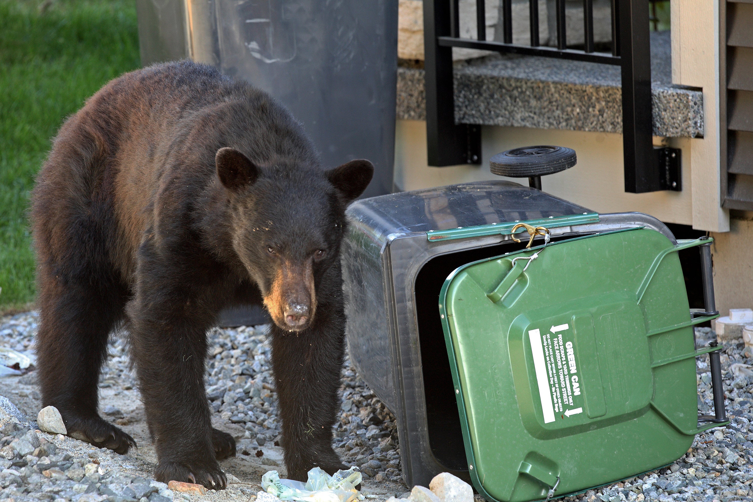 Black Bear getting into trash