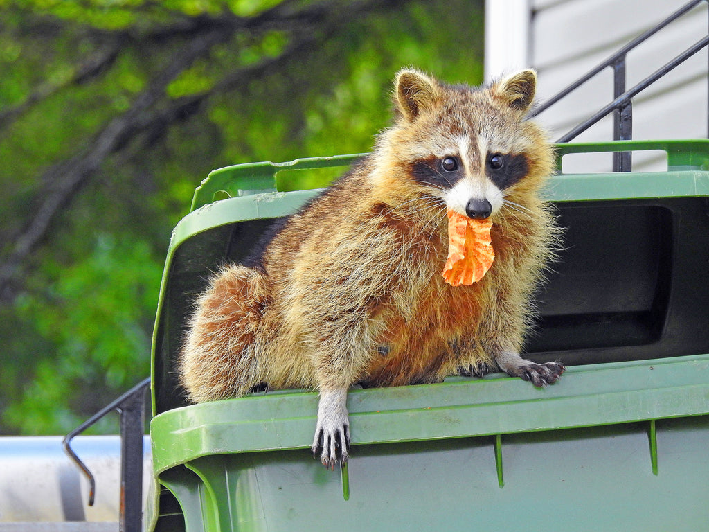 Keeping Raccoons Away From Your Property