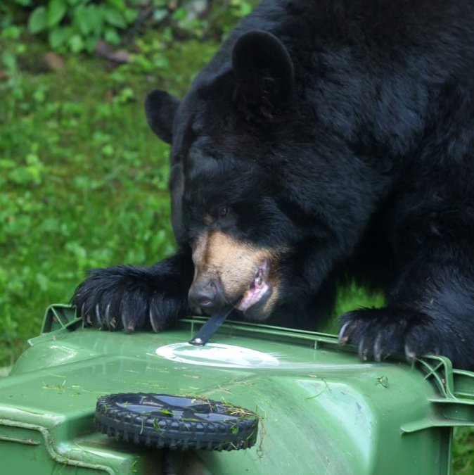 Best Bear Resistant Trash Can Locks