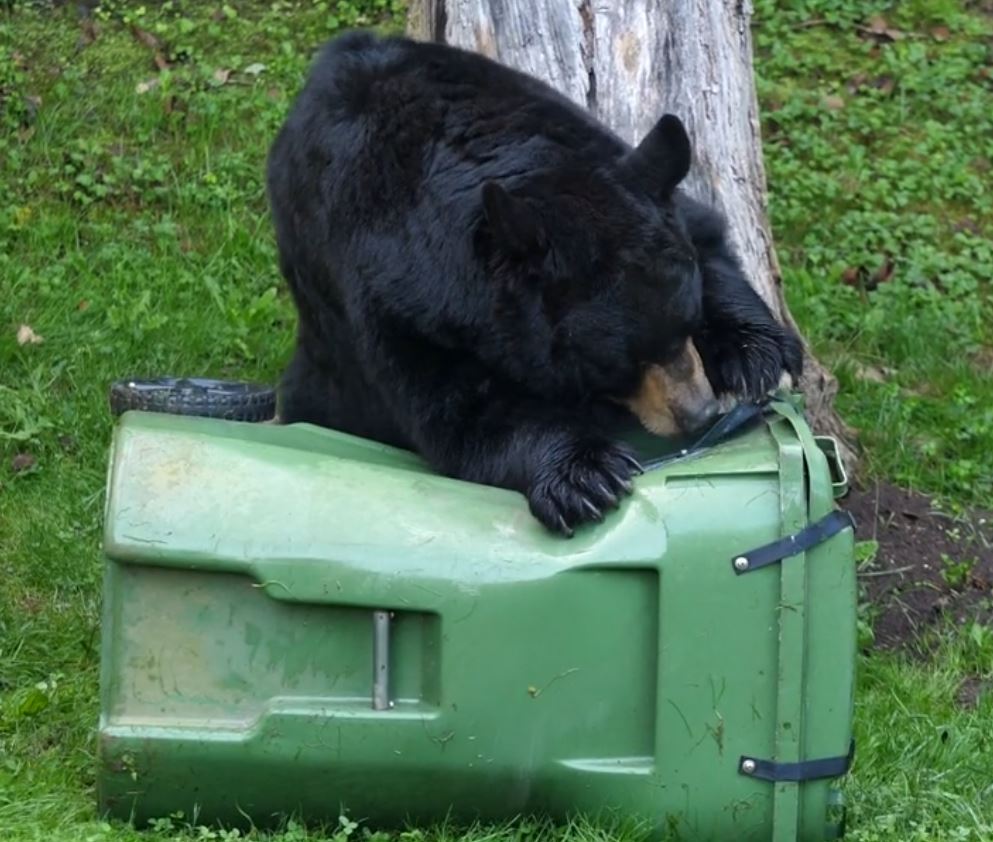 bear attacks on outdoor trash can but secured with locks